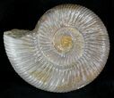Perisphinctes Ammonite - Jurassic #22815-1